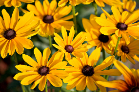 Arnica Montana